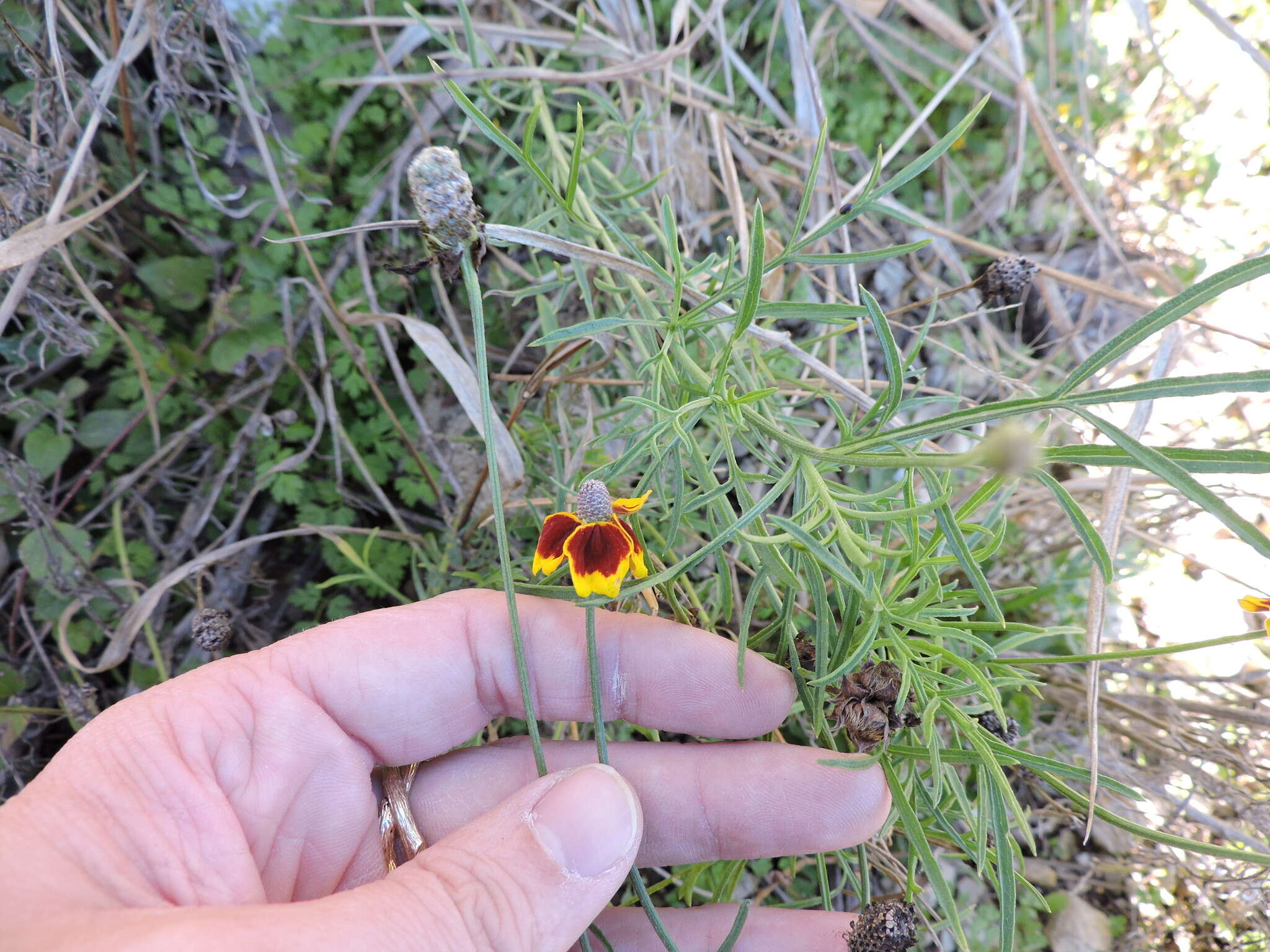 Imagem de Ratibida columnifera (Nutt.) Woot. & Standl.