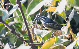 Image of Yellow-rumped Tinkerbird