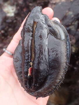 Image of Black Abalone