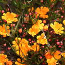 Image of Hibbertia stellaris Endl.