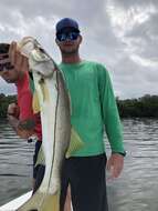 Image of Common Snook