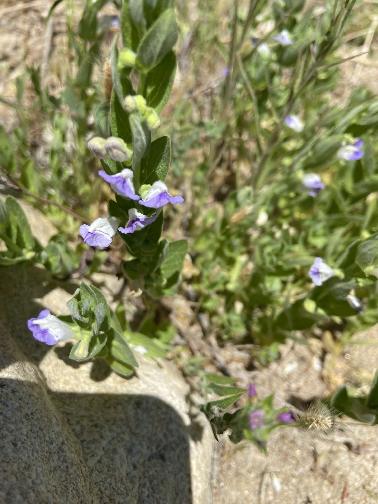 Image of Gray-Leaf Skullcap