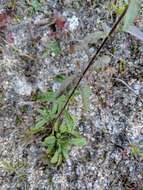 Image of downy goldenrod