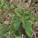 Image of Kohleria spicata (Kunth) Oerst.