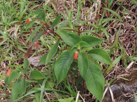 Sivun Kohleria spicata (Kunth) Oerst. kuva