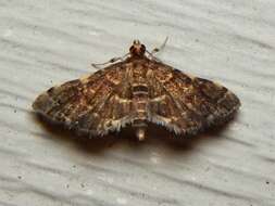 Image of Yellow-spotted Webworm Moth