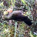 Image of Rainbow-bearded Thornbill