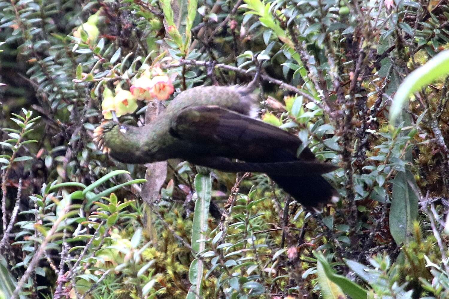 Image of Rainbow-bearded Thornbill