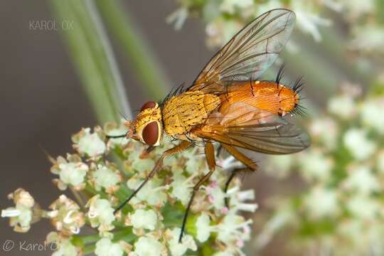 Image of Leskia aurea (Fallen 1820)