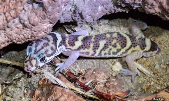 Image of Central American Banded Gecko