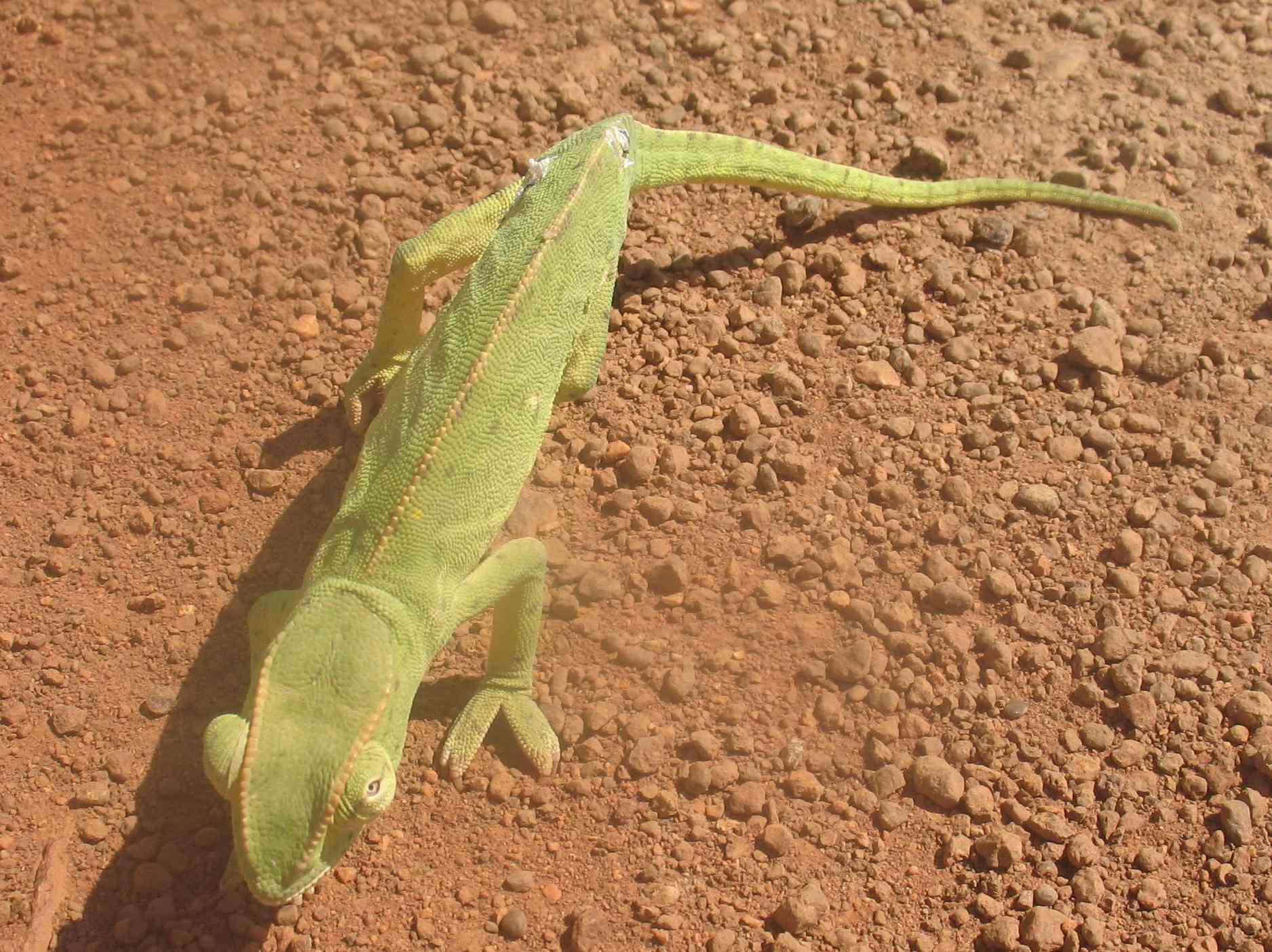 Chamaeleo senegalensis Daudin 1802 resmi