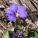 Imagem de Scaevola striata R. Br.