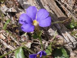 Imagem de Scaevola striata R. Br.