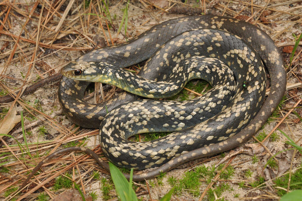 Image of Coluber constrictor anthicus (Cope 1862)