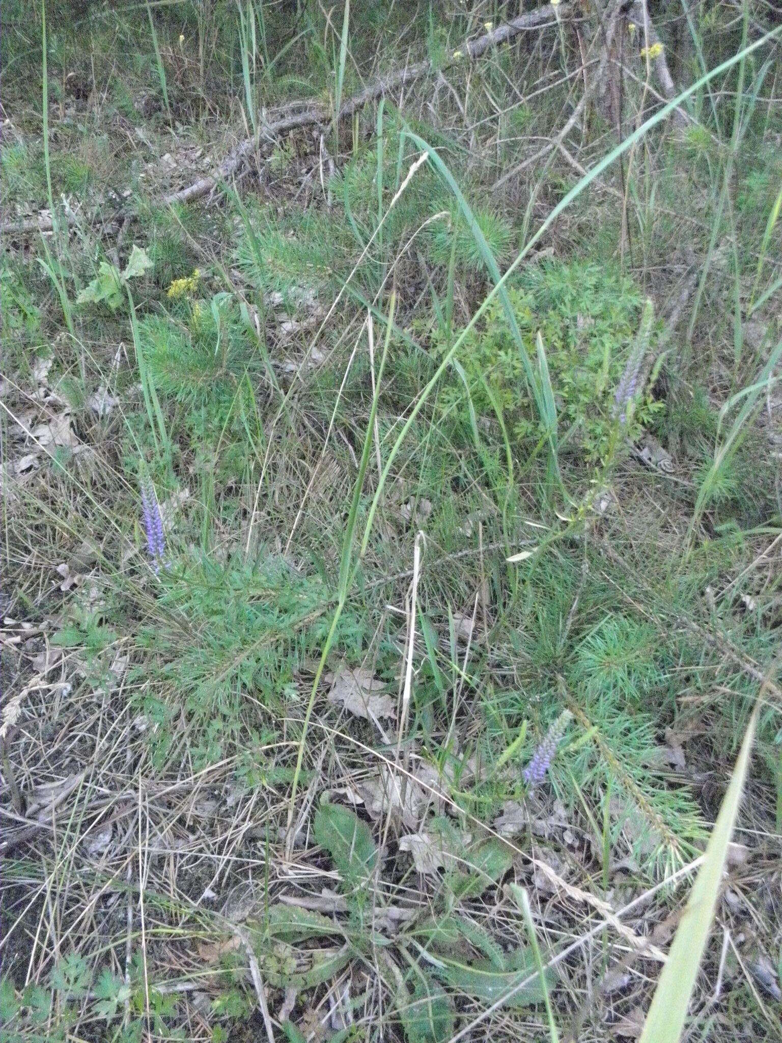 Image of Veronica spicata subsp. paczoskiana (Klokov) Kosachev