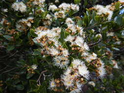 Image of Syzygium legatii Burtt Davy & Greenway