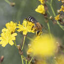 Imagem de Colletes dimidiatus Brullé 1840