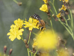 Image of Colletes dimidiatus Brullé 1840