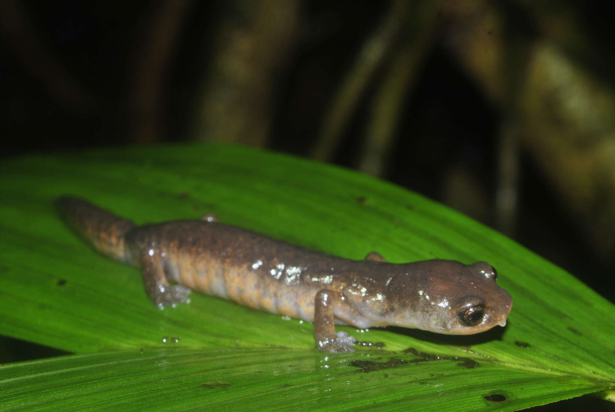 Image of Mushroomtongue salamander