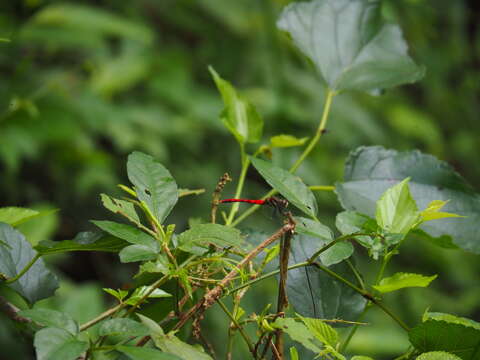 Image of Sympetrum nantouensis Tang, Yeh & Chen 2013