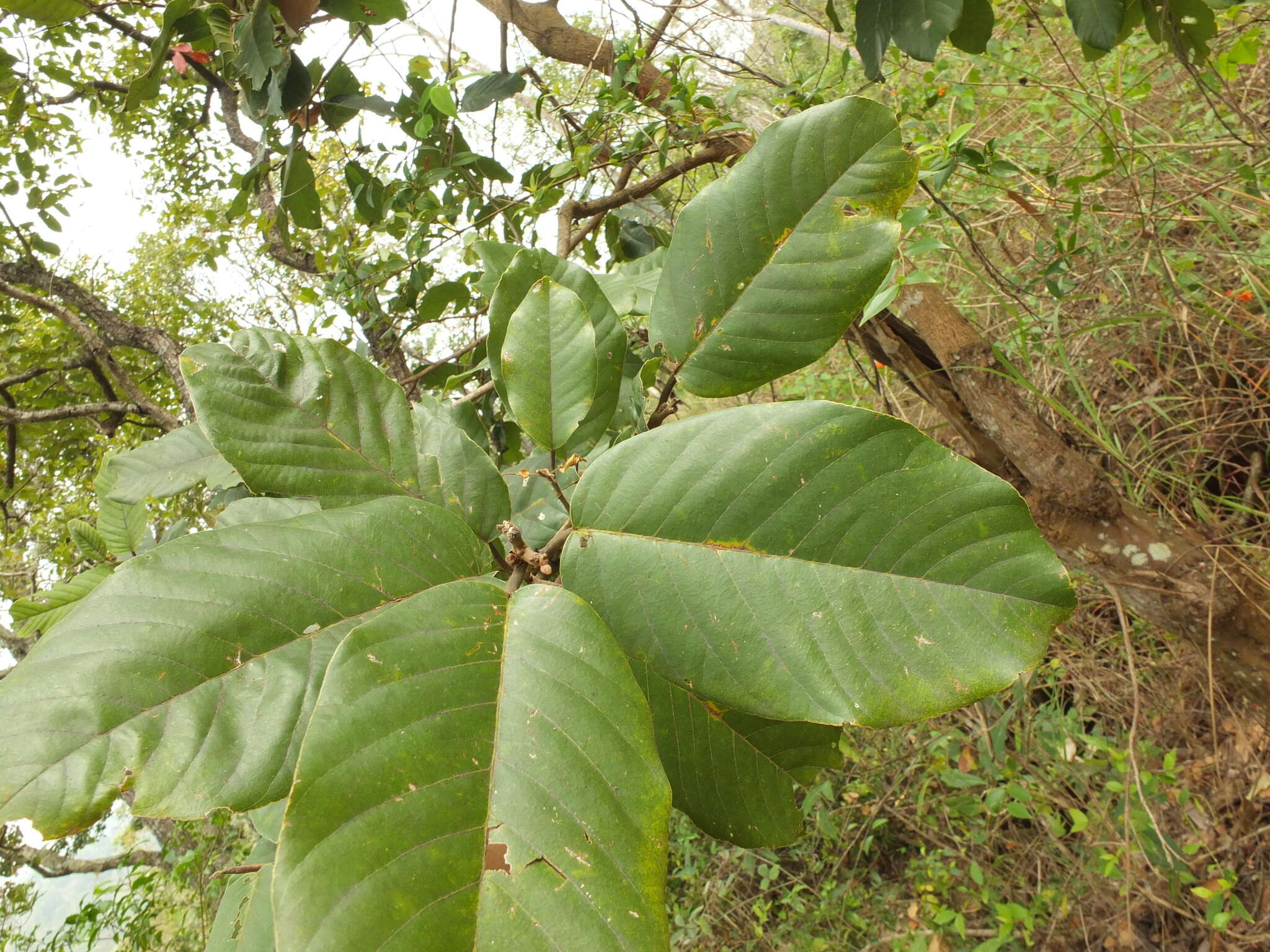 Imagem de Shorea roxburghii G. Don