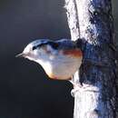 Image of White-browed Nuthatch