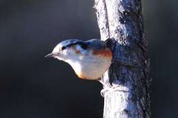 Image of White-browed Nuthatch