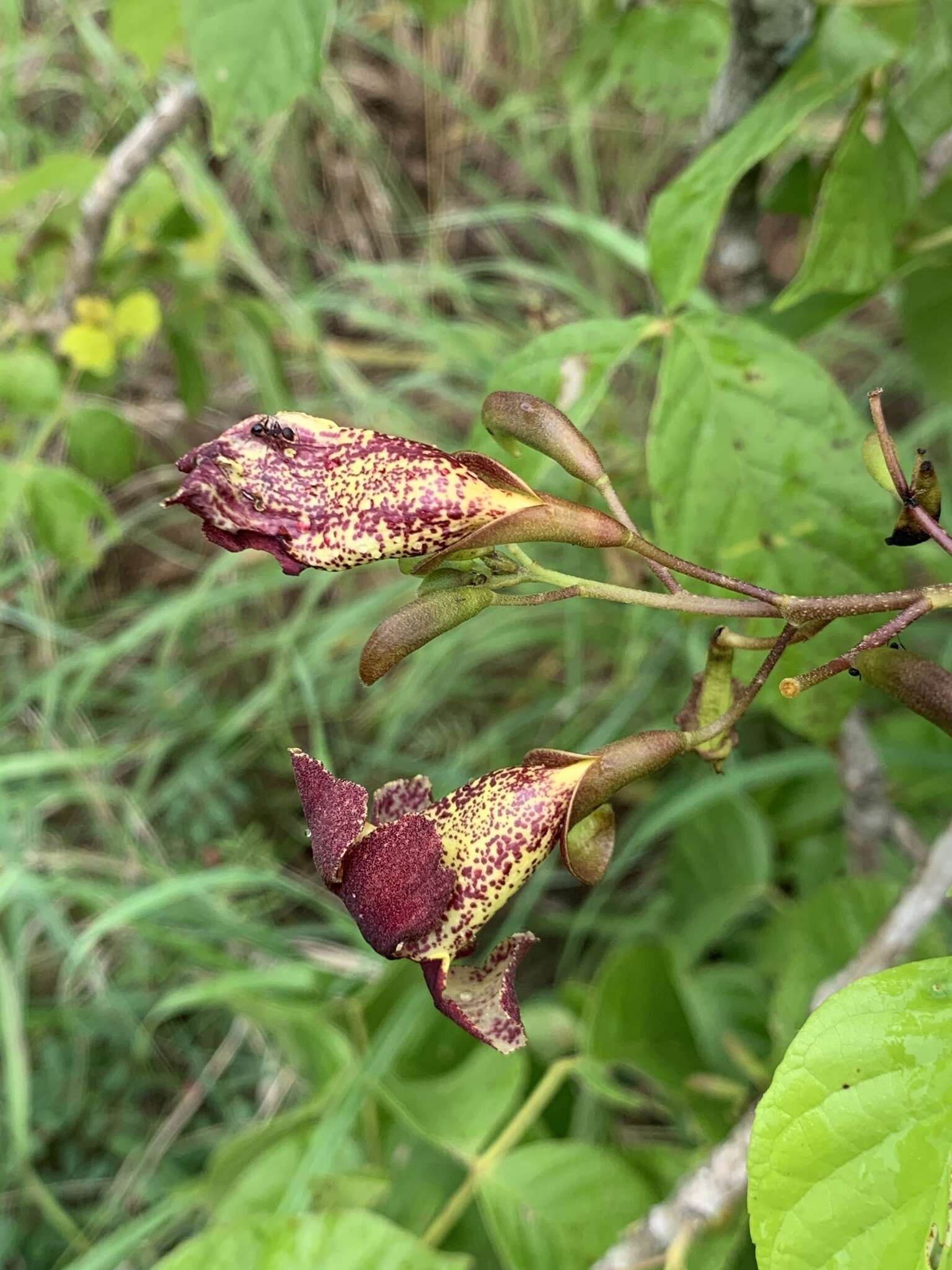 Image of Bean-tree