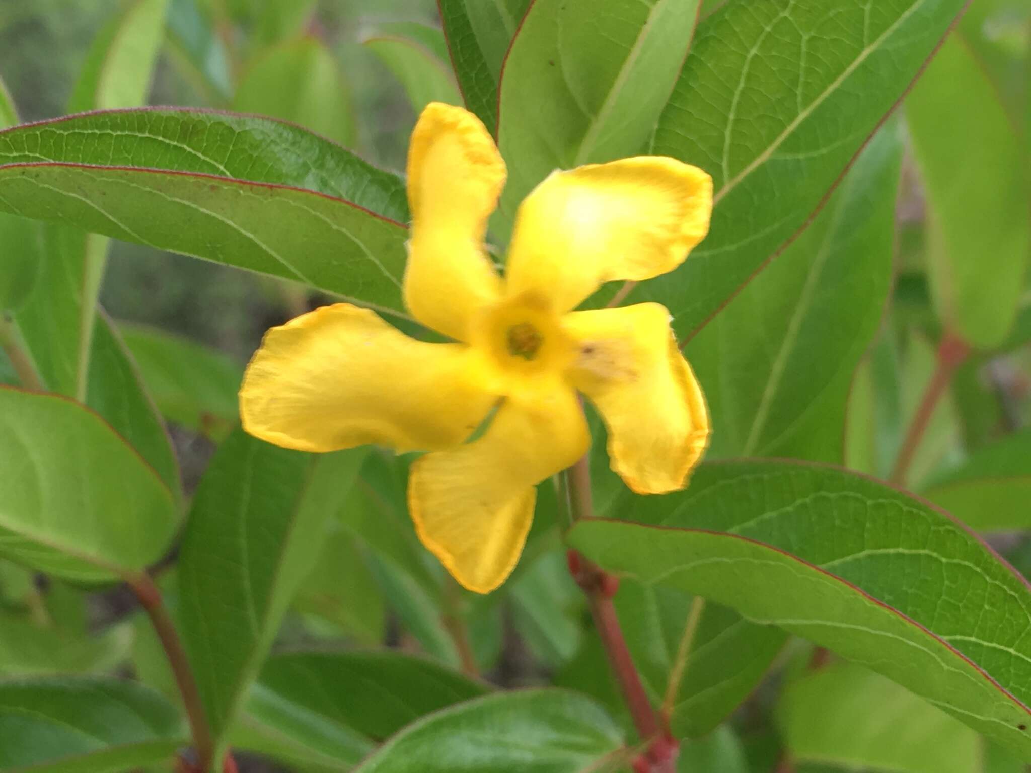 Image of Mandevilla mexicana (Müll. Arg.) R. E. Woodson