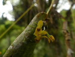 Image of Pleurothallis dibolia Luer