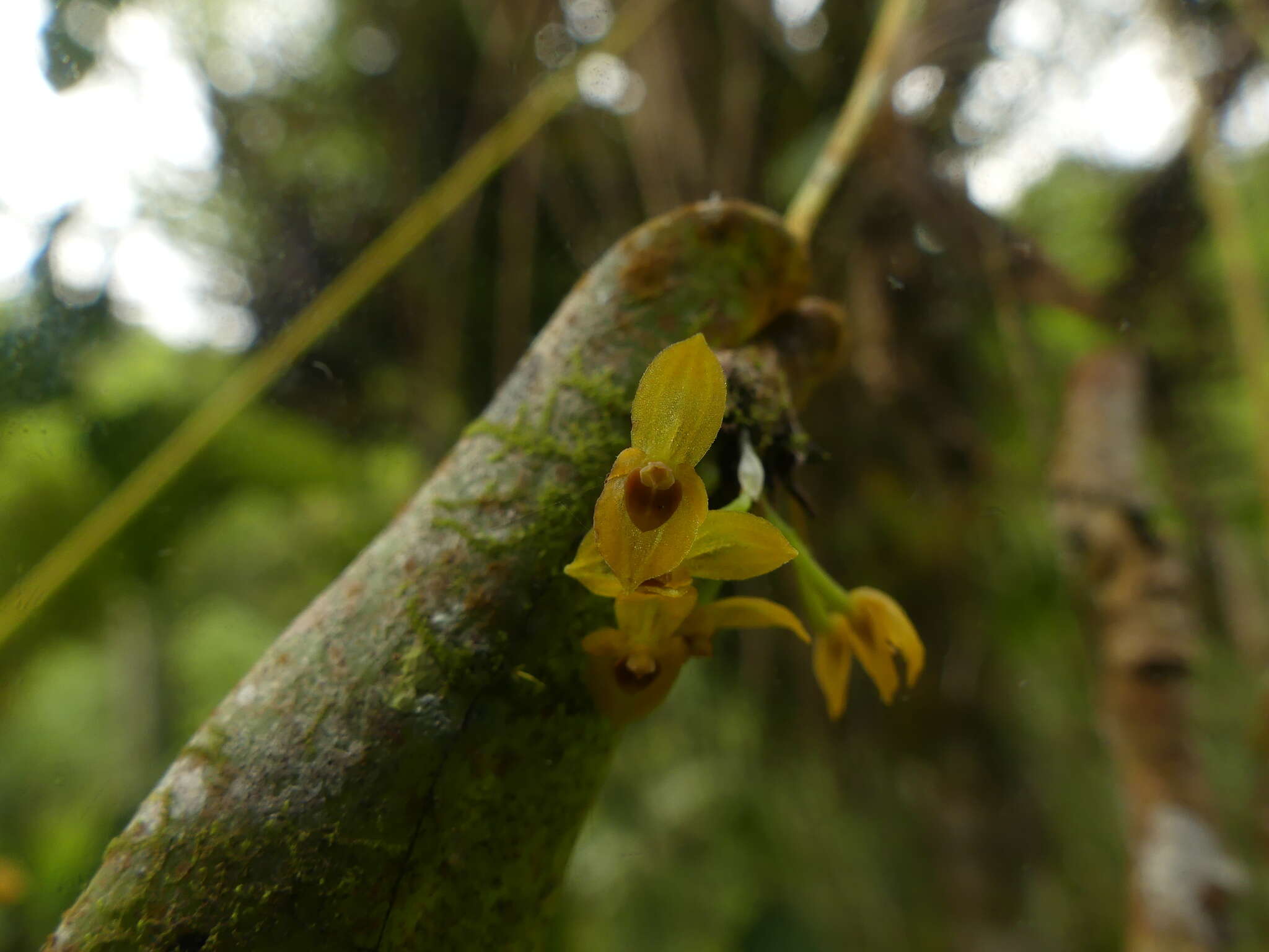 Image of Pleurothallis dibolia Luer