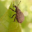 Image of Tropiphorus elevatus (Herbst 1795)