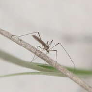 Image of Crane fly