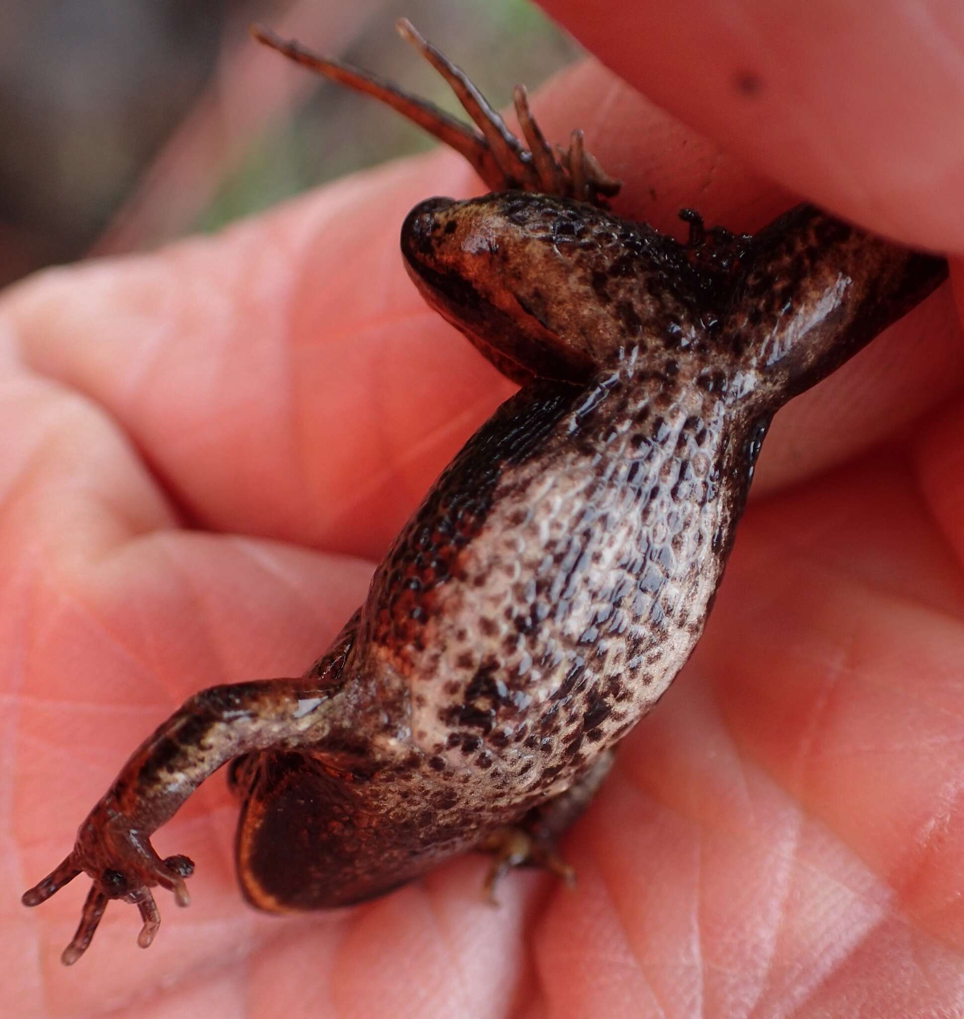 Image of Brown Froglet