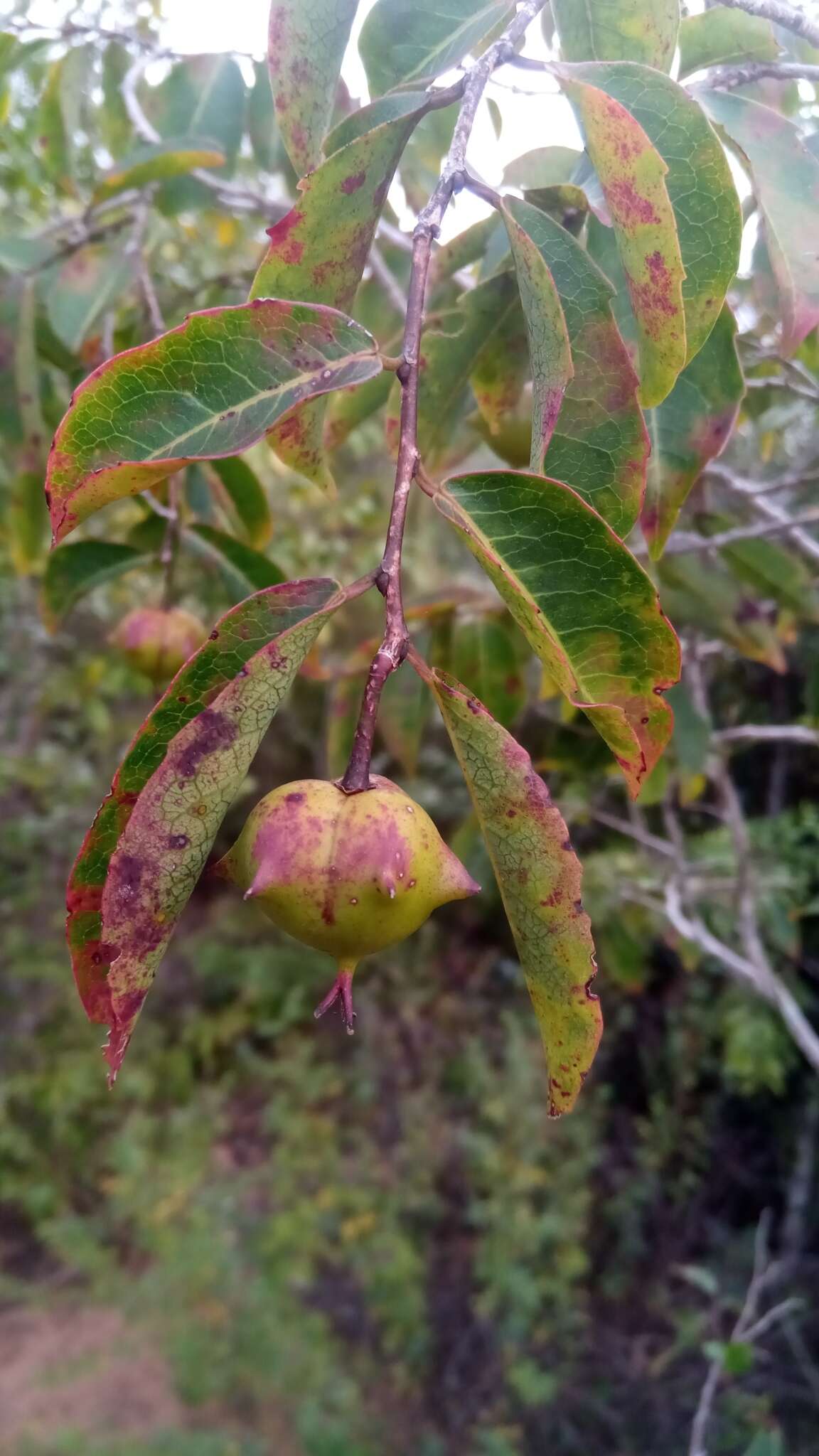 Sivun Sclerocroton melanostictus (Baill.) Kruijt & Roebers kuva