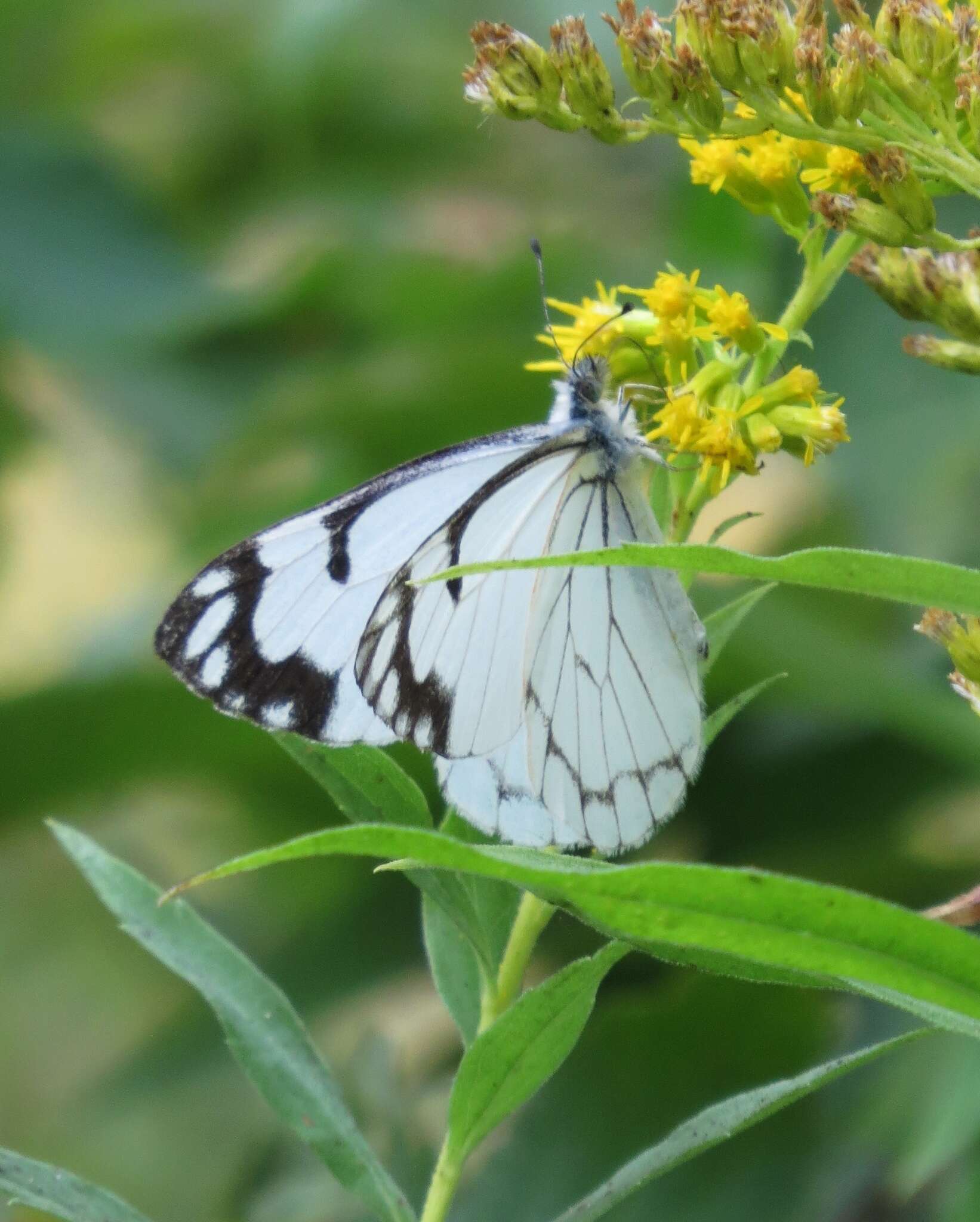 Image of Pine White