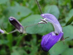 Image of Brillantaisia lamium (Nees) Benth.