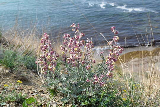 Image of Matthiola odoratissima (Pall. ex M. Bieb.) W. T. Aiton