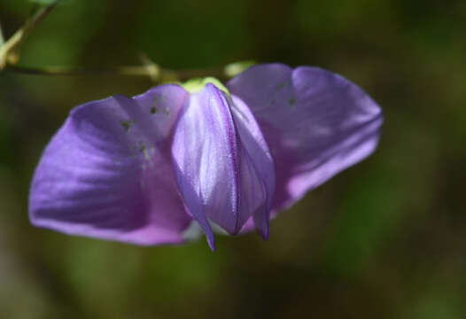 Image of spurred butterfly pea