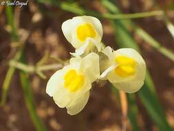 Image of Linaria haelava (Forssk.) Del.