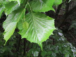 صورة Euptelea polyandra Siebold & Zucc.