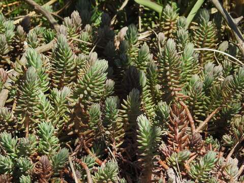 Image of Petrosedum Grulich