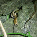 صورة Melomys cervinipes (Gould 1852)