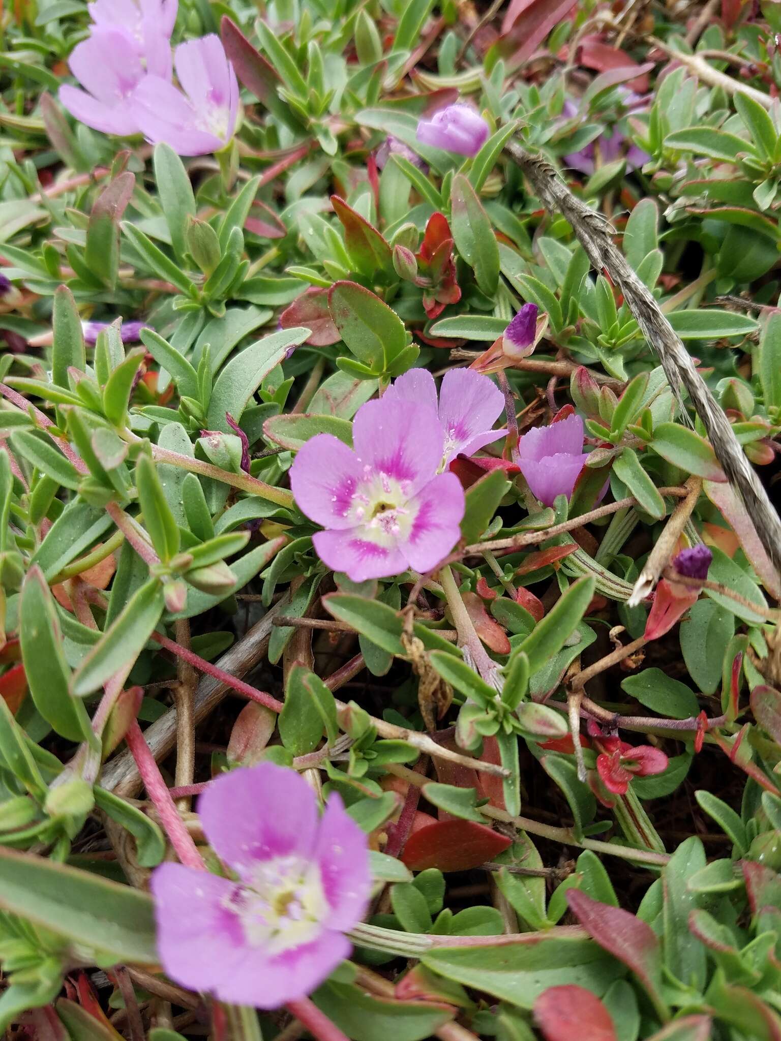 Plancia ëd Clarkia prostrata H. & M. Lewis