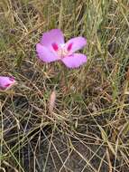 Imagem de Clarkia gracilis subsp. sonomensis (C. L. Bitchc.) F. H. Lewis & M. E. Lewis