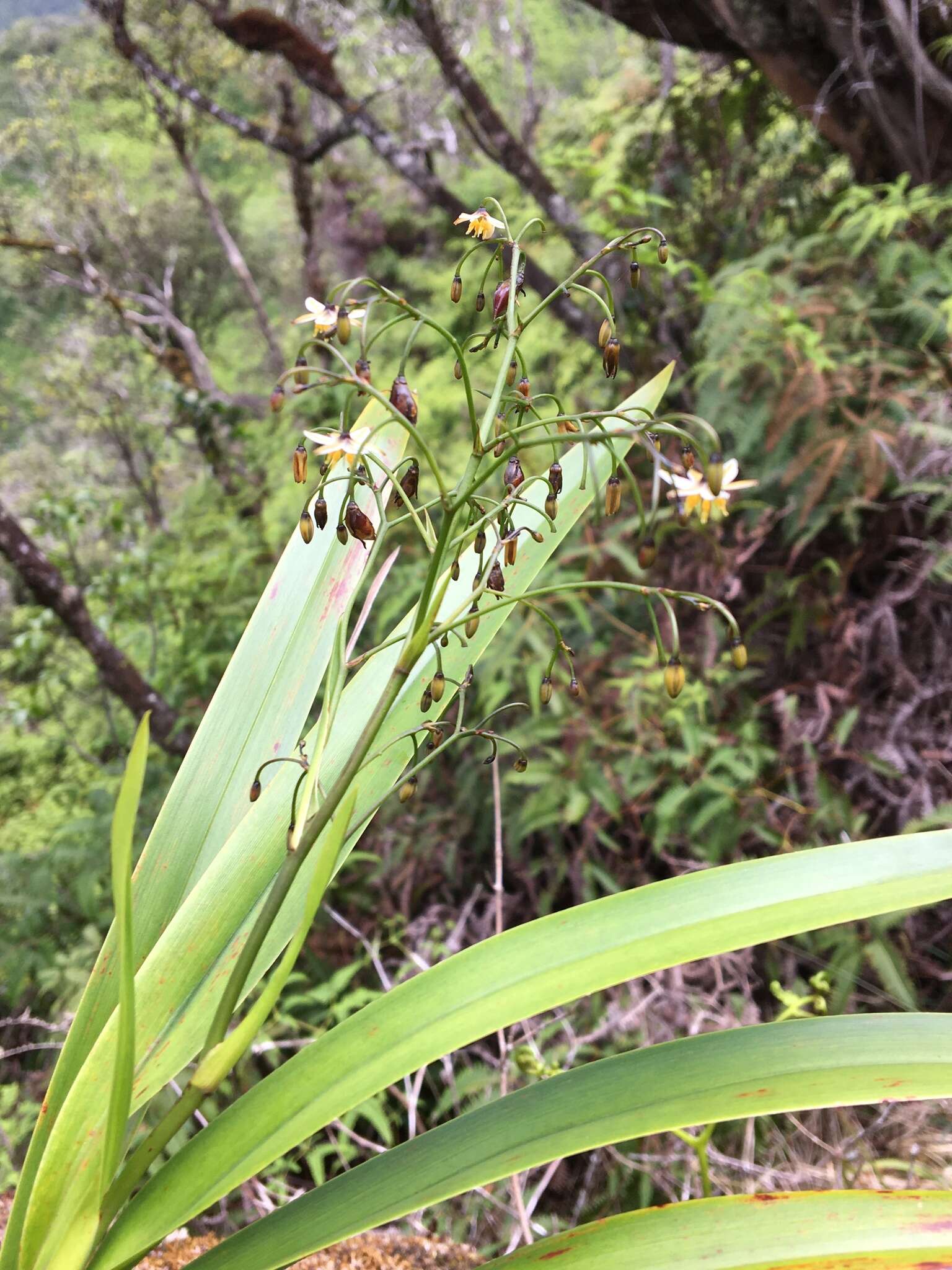 Plancia ëd Dianella sandwicensis Hook. & Arn.