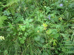 Image of Aconitum krylovii Steinb.