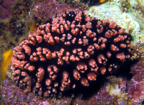 Слика од Phyllidiopsis fissurata Brunckhorst 1993