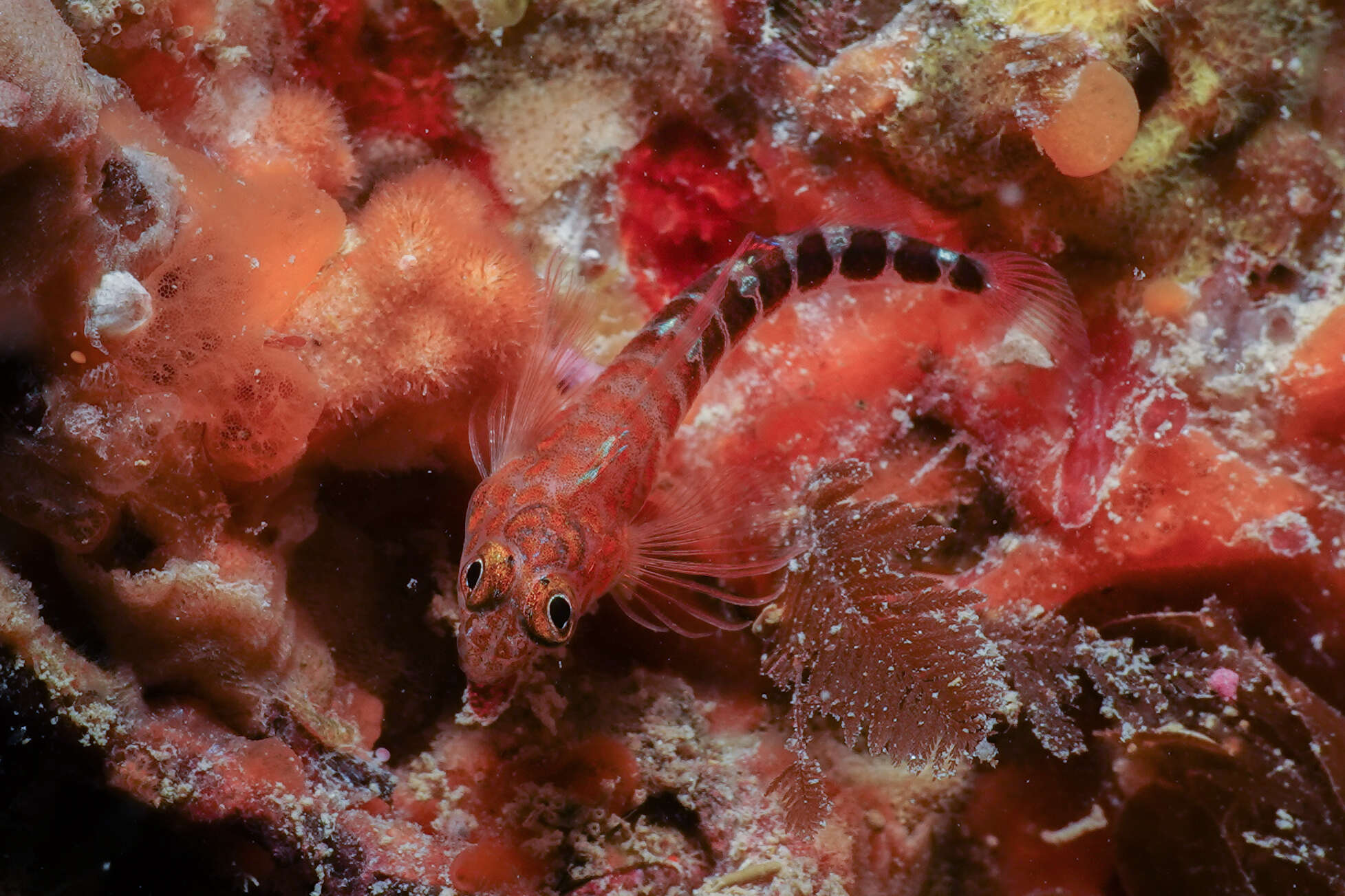 Image of Blue Dot Triplefin