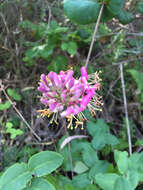 Image of pink honeysuckle